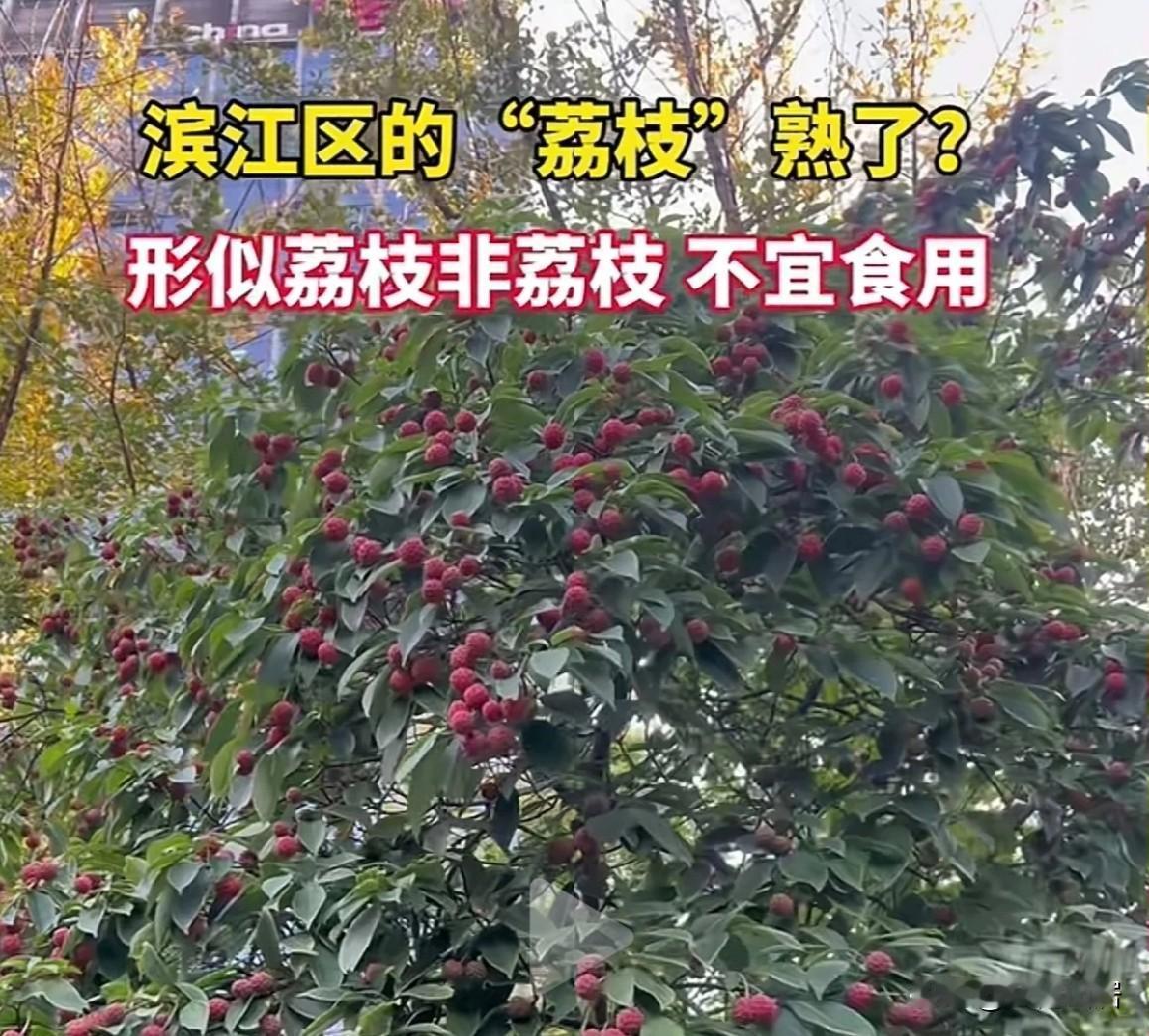 近日，杭州滨江区发现了“成熟的类似荔枝的果实”，红彤彤的，跟荔枝非常相似。但它不