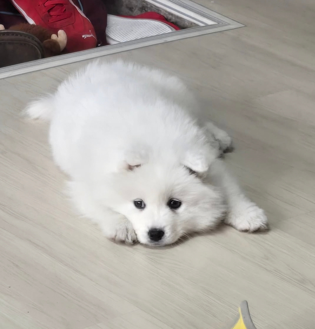 小狗也会有心事