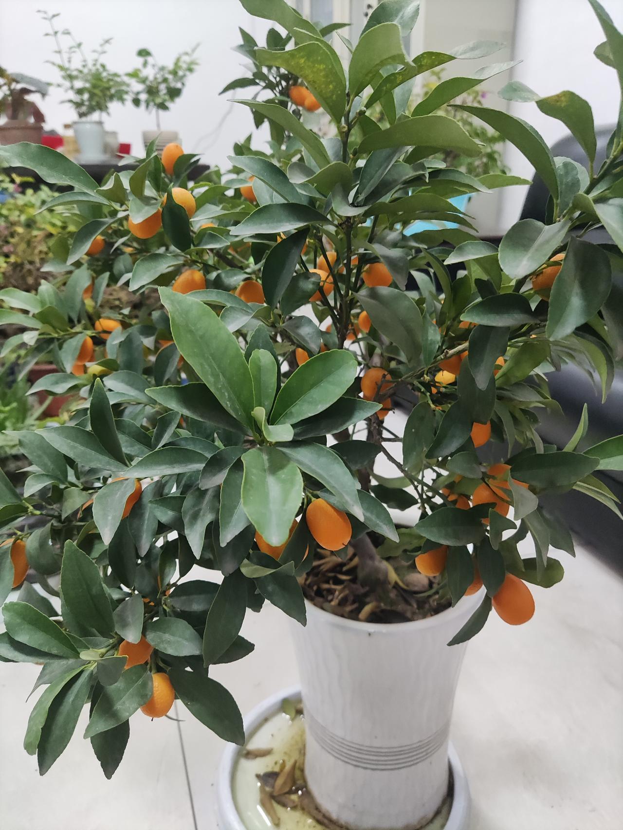 聊天养小花，治愈了我的精神内耗！原来幸福这么简单最近迷上了一件小事：对着家里