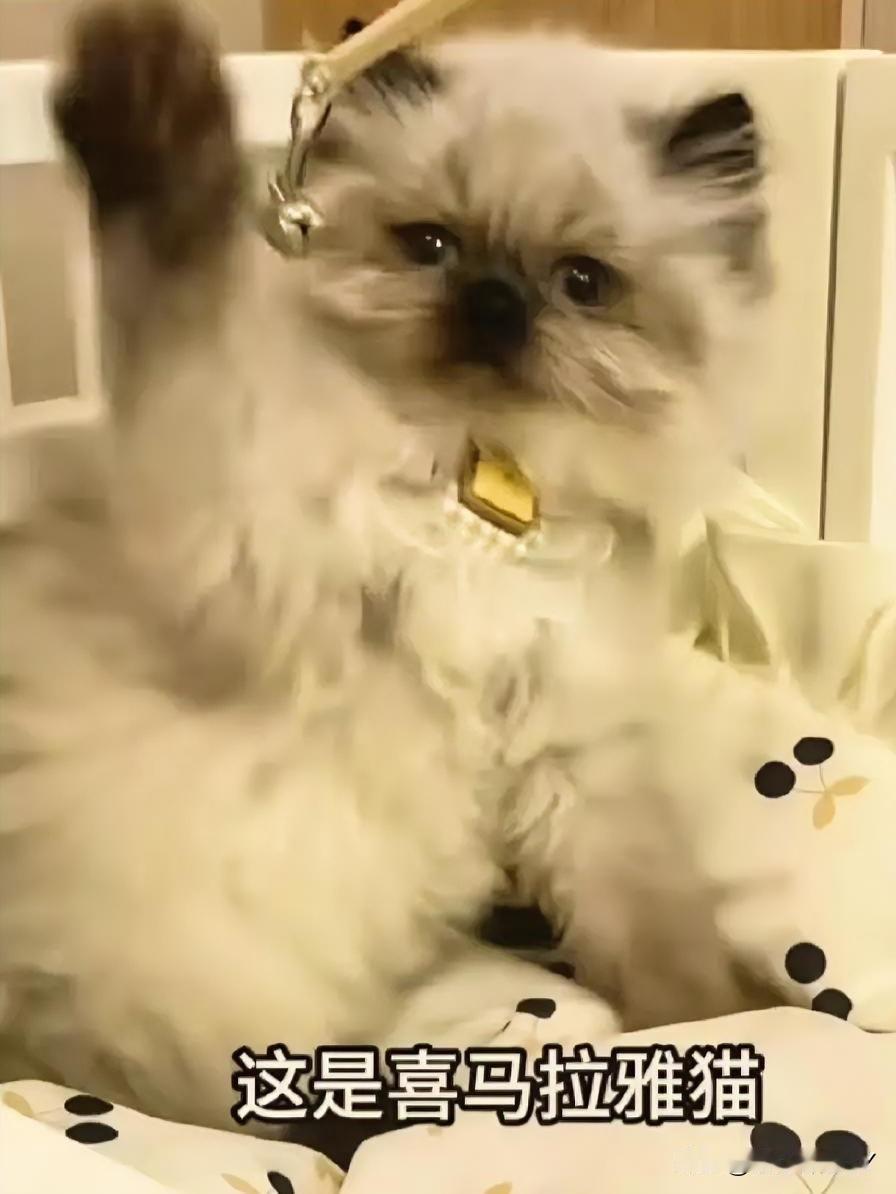 你家猫咪不出门，为何从不悲伤，反而还超幸福？看完瞬间懂了！养过猫的都清楚，家