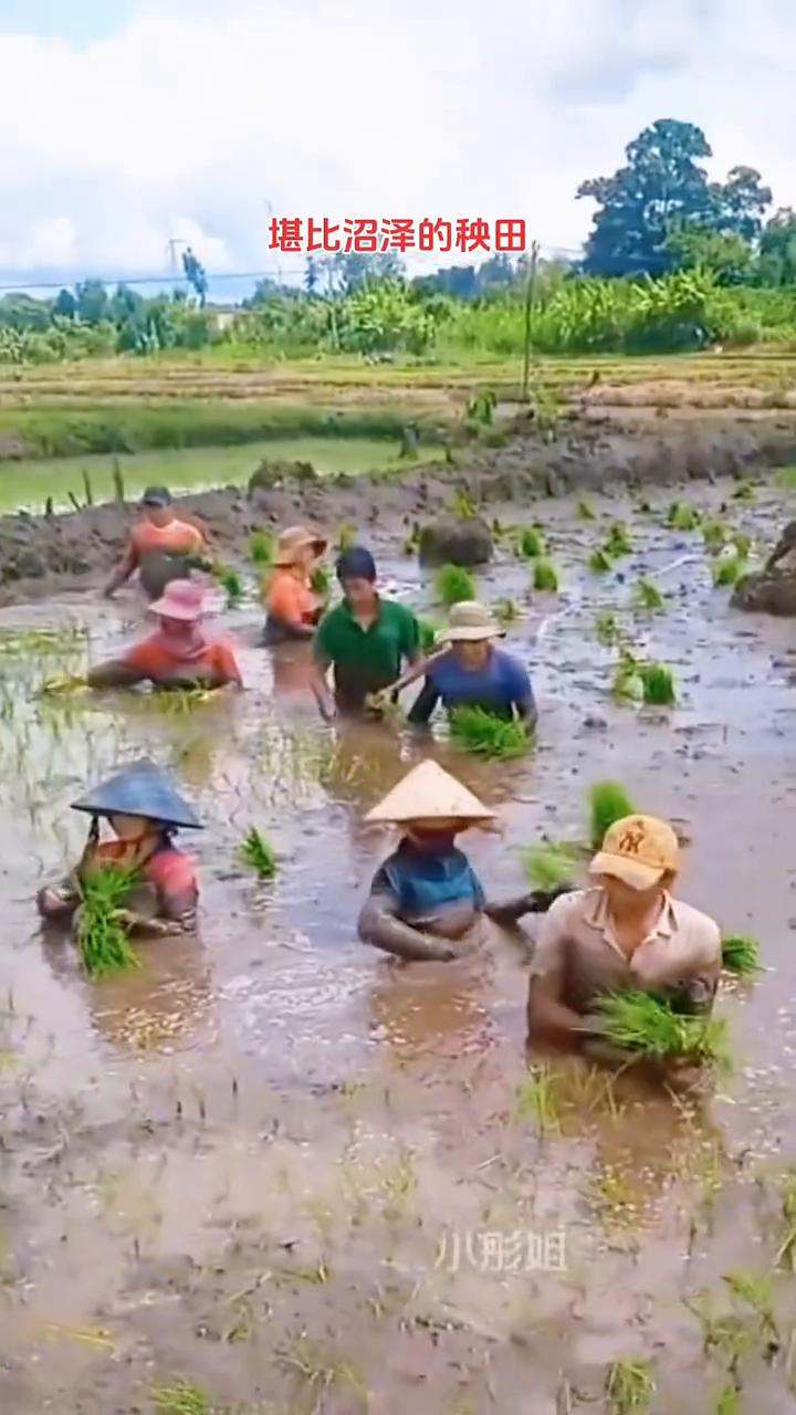 堪比沼泽的秧田。小彤姐。