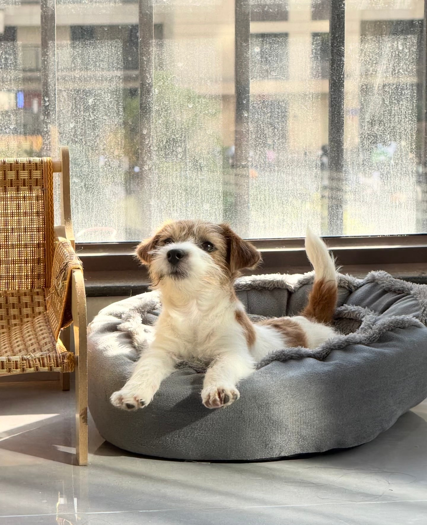 以防你没见过小狗伸懒腰