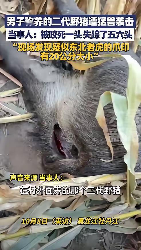 这段新闻主要报道了黑龙江牡丹江宁安市镜泊镇湖西村一养殖户发现野猪被攻击，怀疑是东
