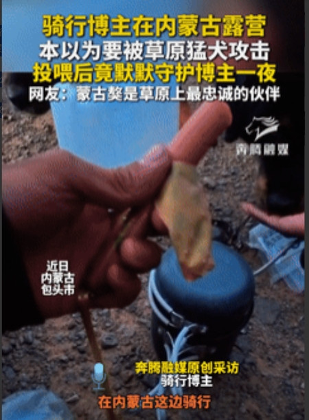 太有灵性了！内蒙古包头，一男子晚上露营时，突然遇到了两只大型猛犬，看到它们在翻垃