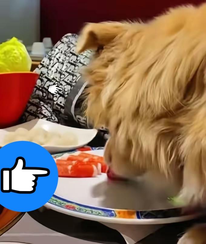 北京女子带狗上桌啃羊肉卷还炫耀老板硬核反击：全员免单关门，十几万损失让她赔