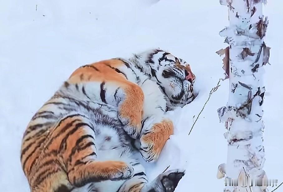 老虎在冰天雪地里睡觉为什么不会被冻死？看完太长见识了！有很多人都会感到好奇，