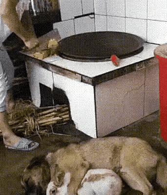 狡兔走狗竞相入锅，这是要捧（烹）杀么？