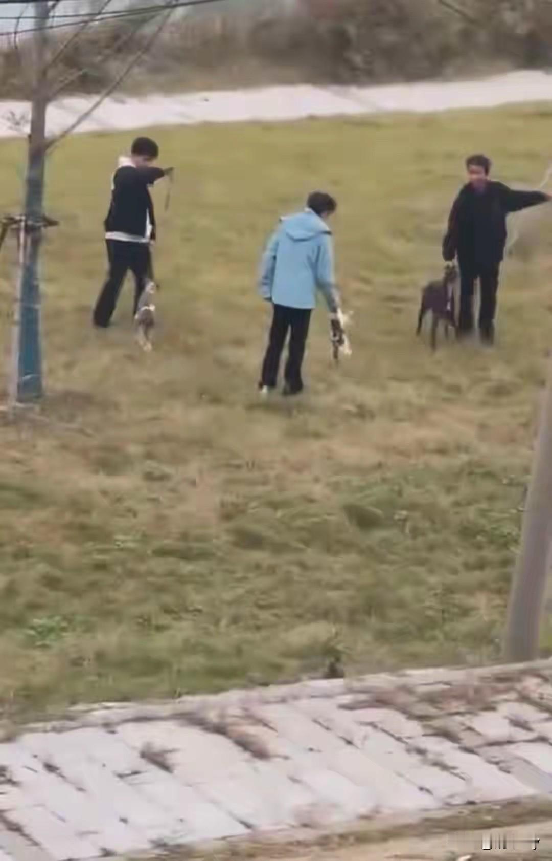 安徽蚌埠,三名未成年男子花钱买来两只小猫来测试猎犬的捕猎能力!三人带着两只狗