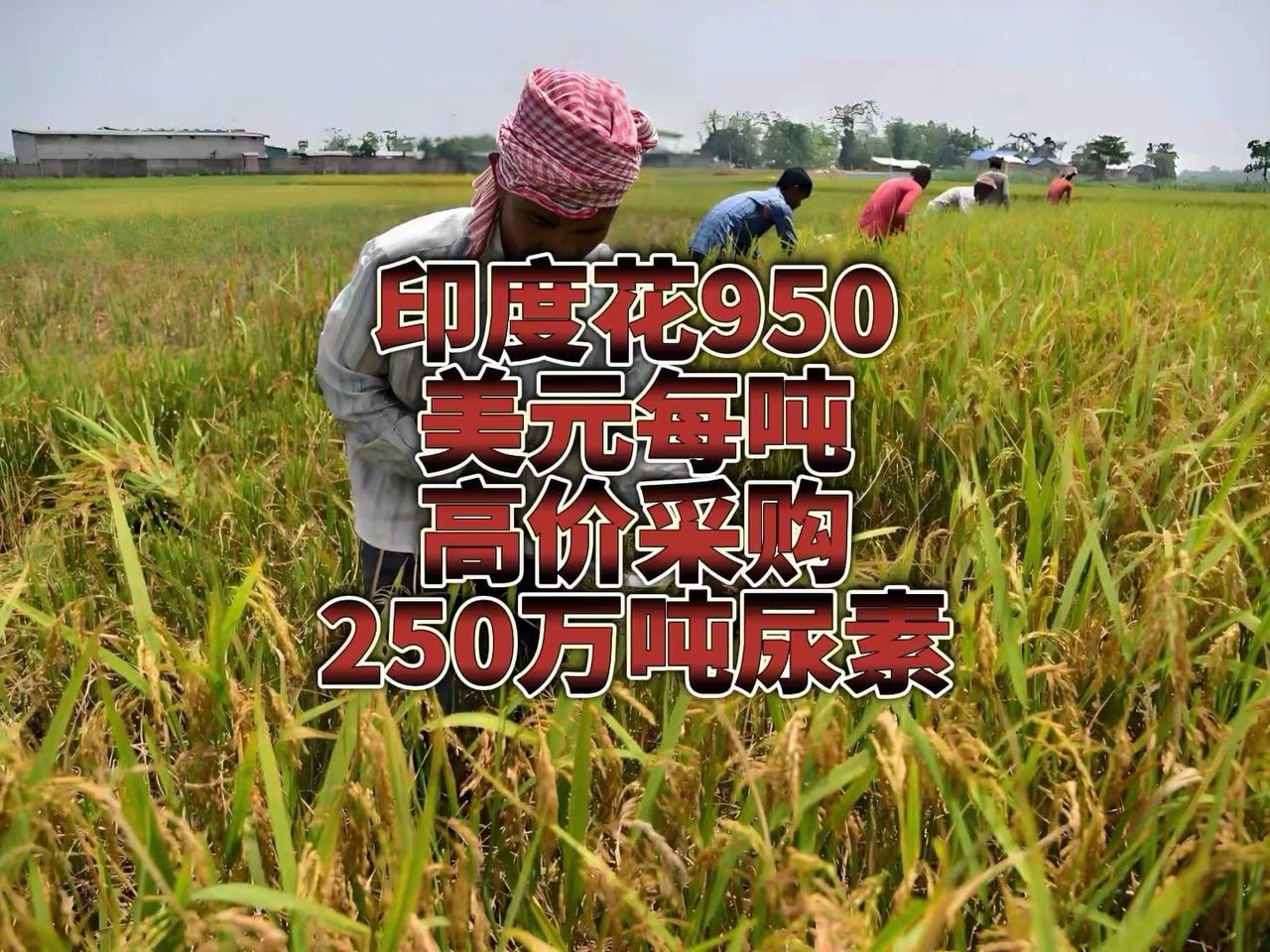 三哥终于还是低头了！ 据财联社报道，印度国营企业最终同意以每吨935美元的价