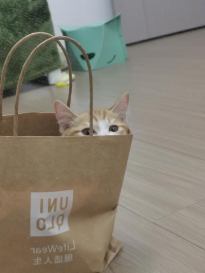 看到了一袋猫倒下的全过程​​​