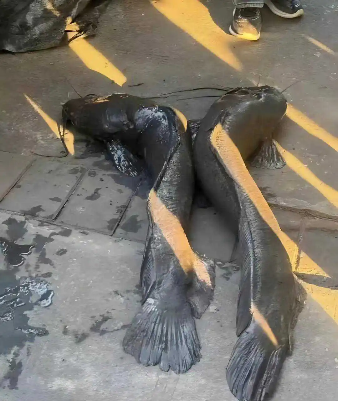 这是我见过最最恶心的鱼，在下水道里还能活，真是又臭又脏！