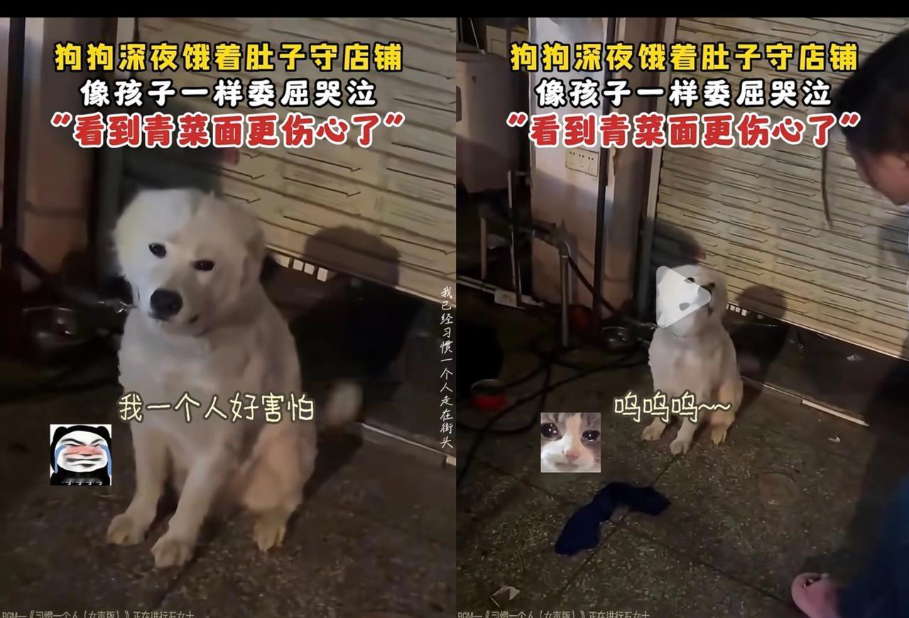 深夜狗狗独自守在大门口，不停委屈落泪，看得人心都揪紧了！漆