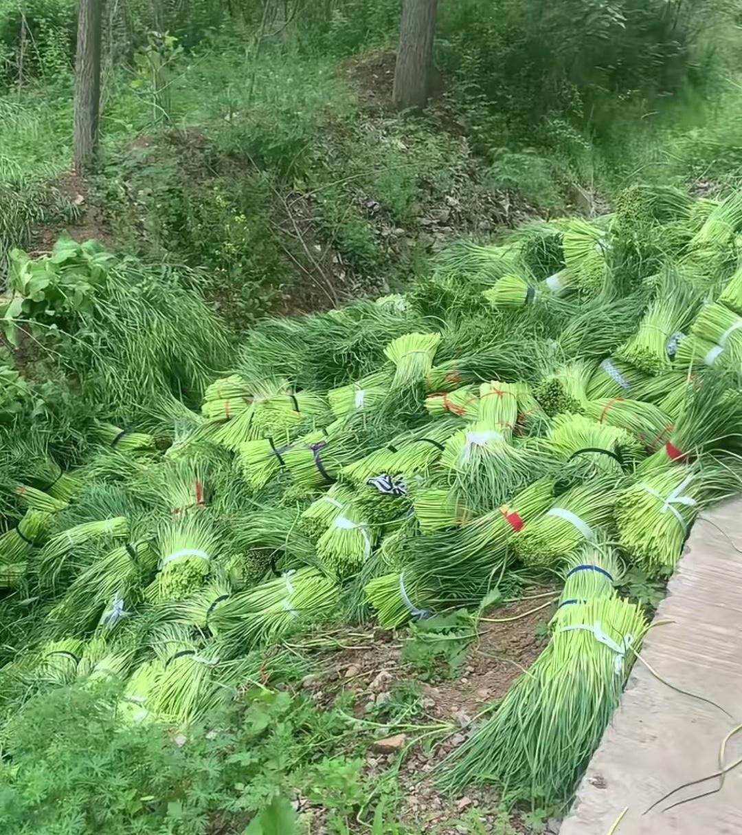 一大早，就被这些蒜苔惊到了！这是哪里的蒜苔如此遭遇？或者大捆大捆地丢弃在路边山