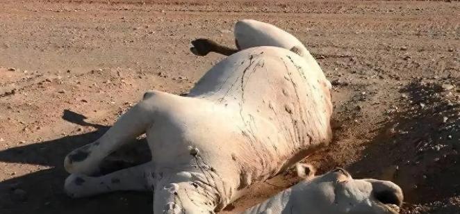 为什么死在沙漠里的骆驼不能碰？一位70岁的新疆牧民告诉我，很多人不知道，在沙漠里