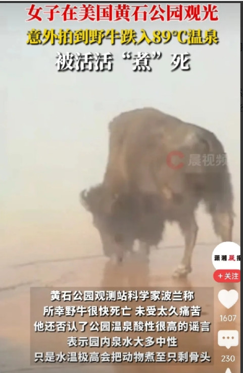 太悲催了！”6月30日一头野牛闲逛，不慎跌入89℃温泉，拼命挣扎，却始终无法上岸