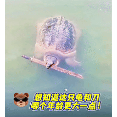 广东一钓鱼老野外垂钓，竟发现一只甲鱼乐呵呵主动朝自己游过来，起初还以为运气好，准