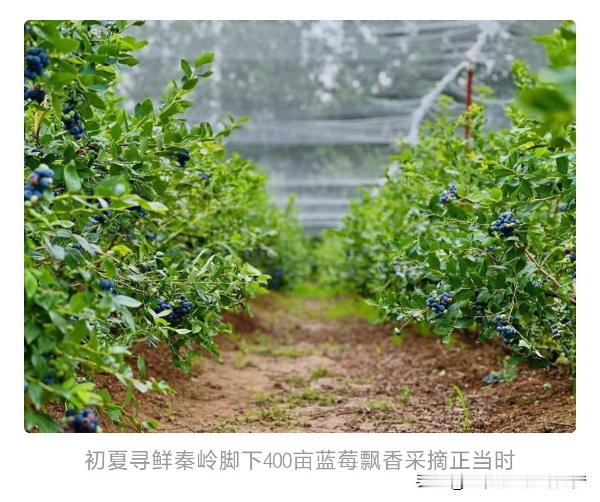 秦岭脚下400亩蓝莓飘香采摘正当时。5月31日，记者获悉，西安市长安区400余