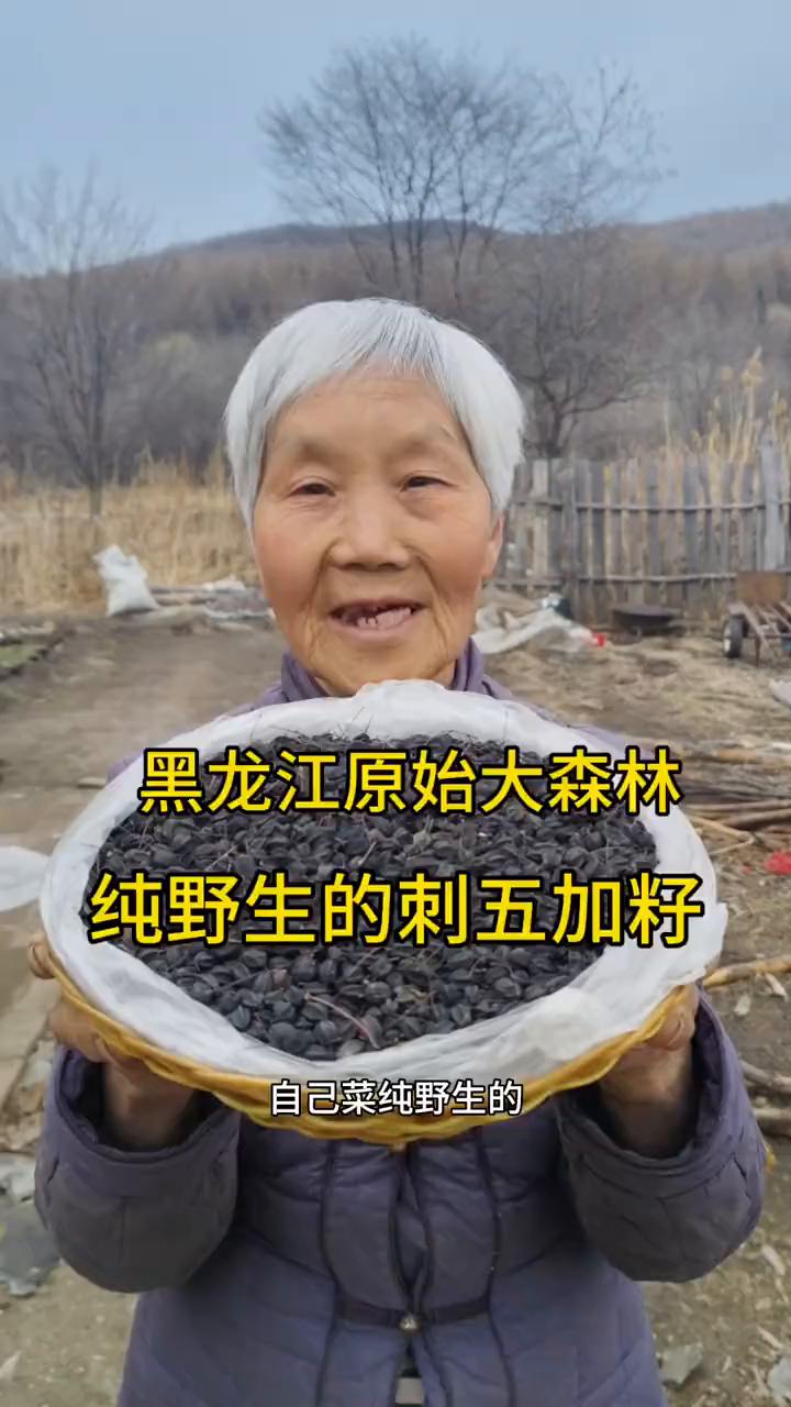 黑龙江原始大森林，纯野生的刺五加籽。我家是小兴安岭的主脉，原始大森林。这是我们