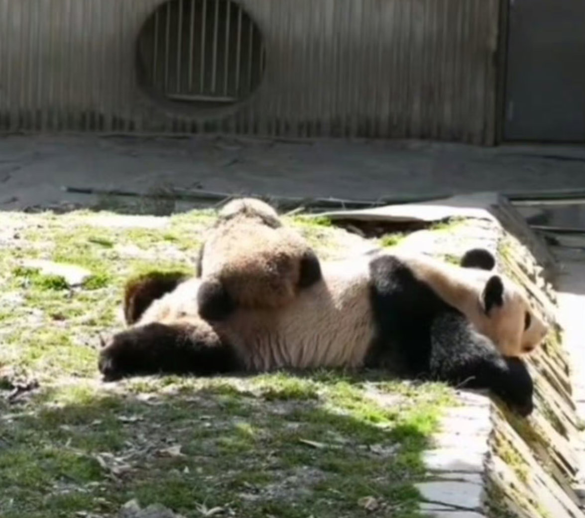 陪妈妈晒太阳的小公主，乖宝宝～🐼​​​