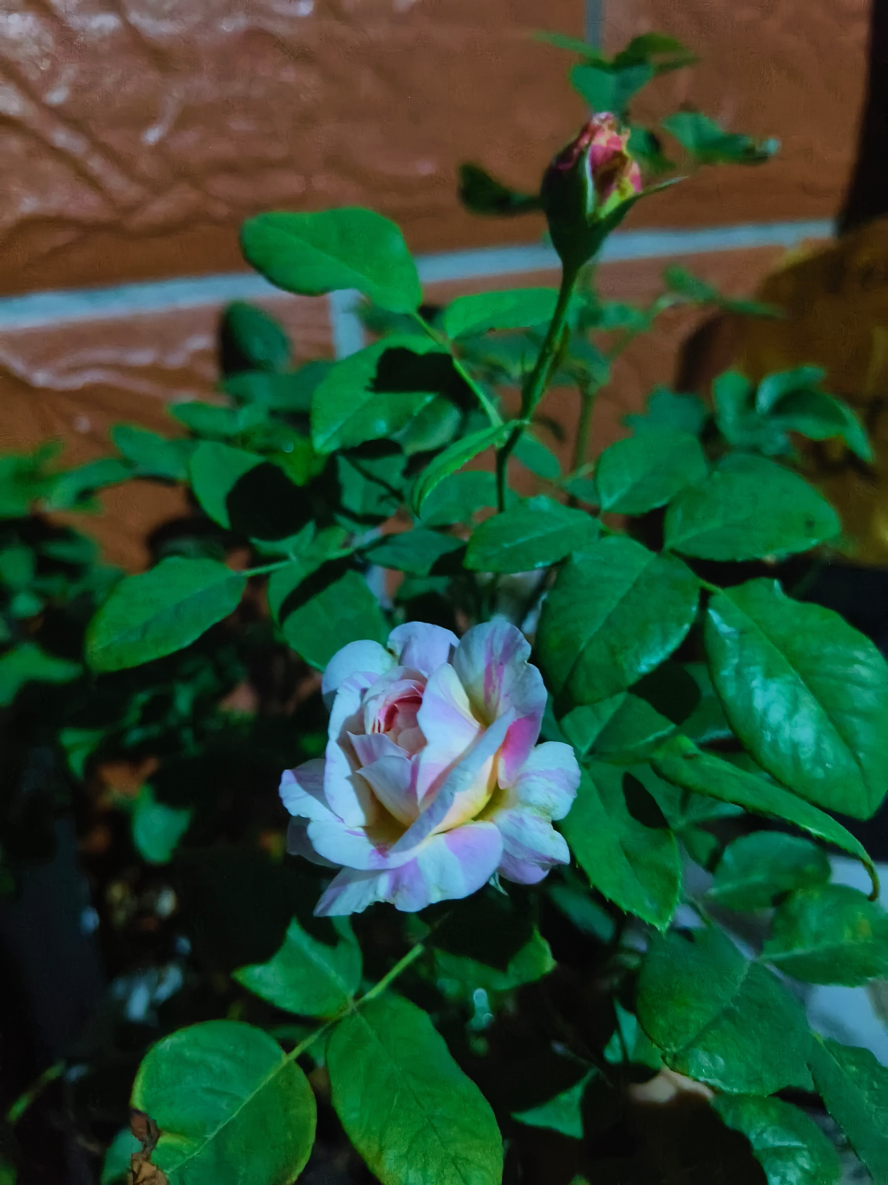 养了一年多的月季，今年第一次开花！！去年开了两次，两次都开了两种颜色，今年这次三