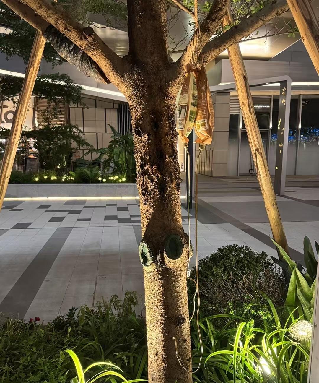 活久见啊！人病了可以打吊瓶，现在就连树木都可以打了，科技果然是一日千里，但话说回