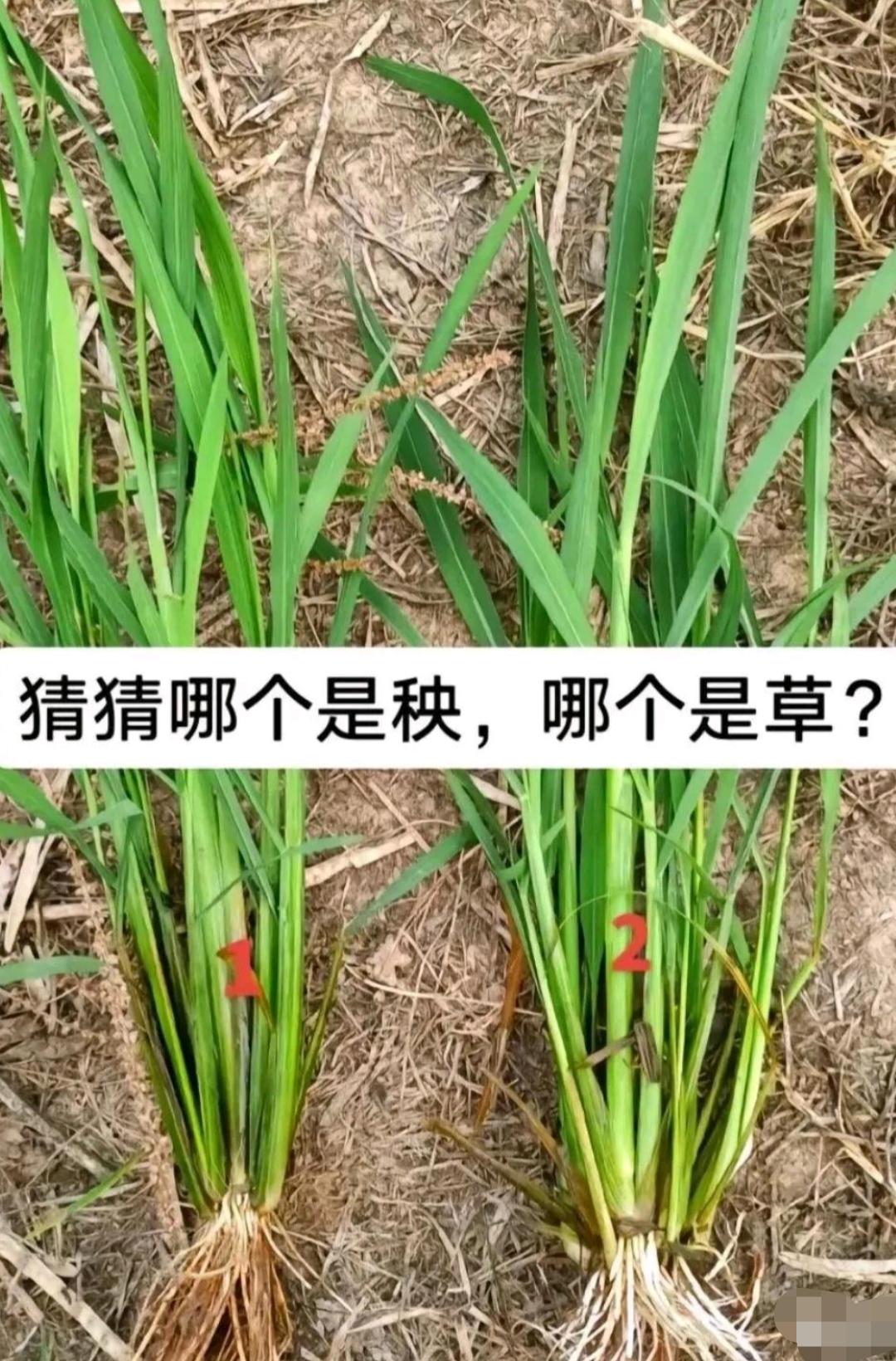 别轻易的说你认识庄稼！那我问你:哪个是秧哪个是草？