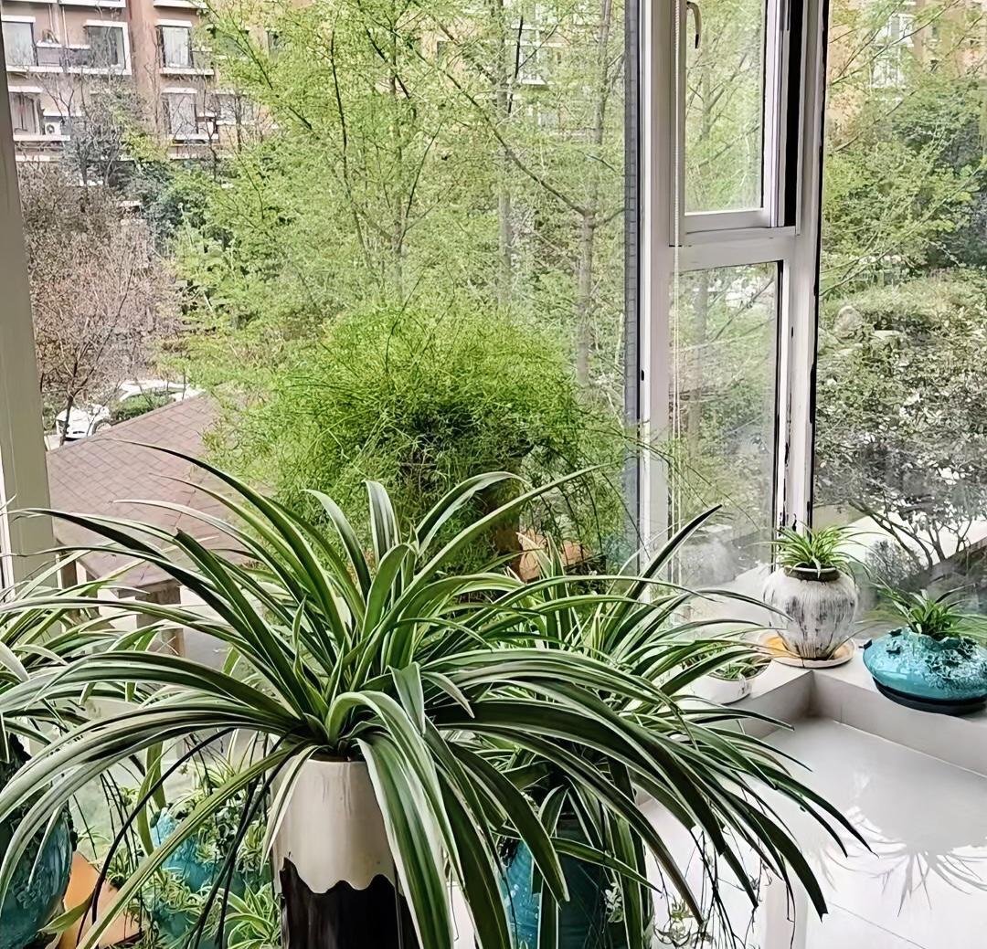 我嫂子的亲妈一个月前被儿子接到家里准备过上一阵子，谁知道上个星期去世了。刚办完丧