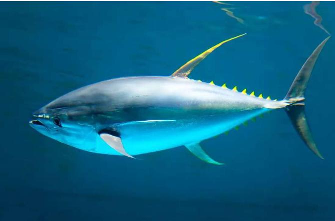 金枪鱼一生都在游泳，1小时狂飙80公里，不是它勤快，是因为它一停下来，哪怕游慢一