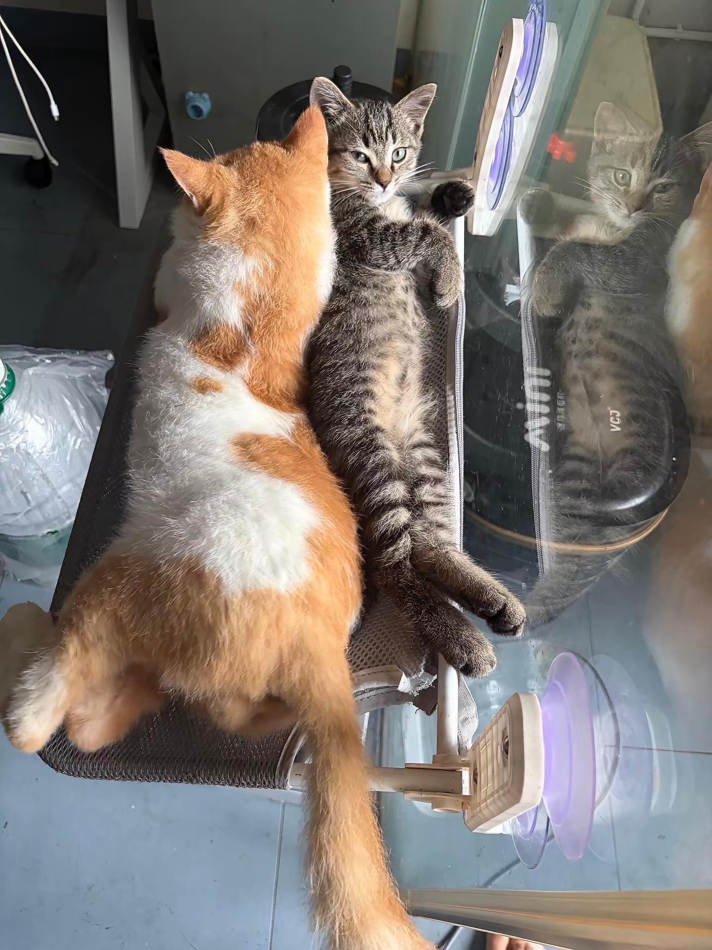 猫咪：妈妈，你不管管吗🥹​​​