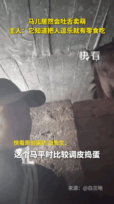 这匹会卖萌的小马都火到新华社啦！小马的主人表示：这匹马十分聪