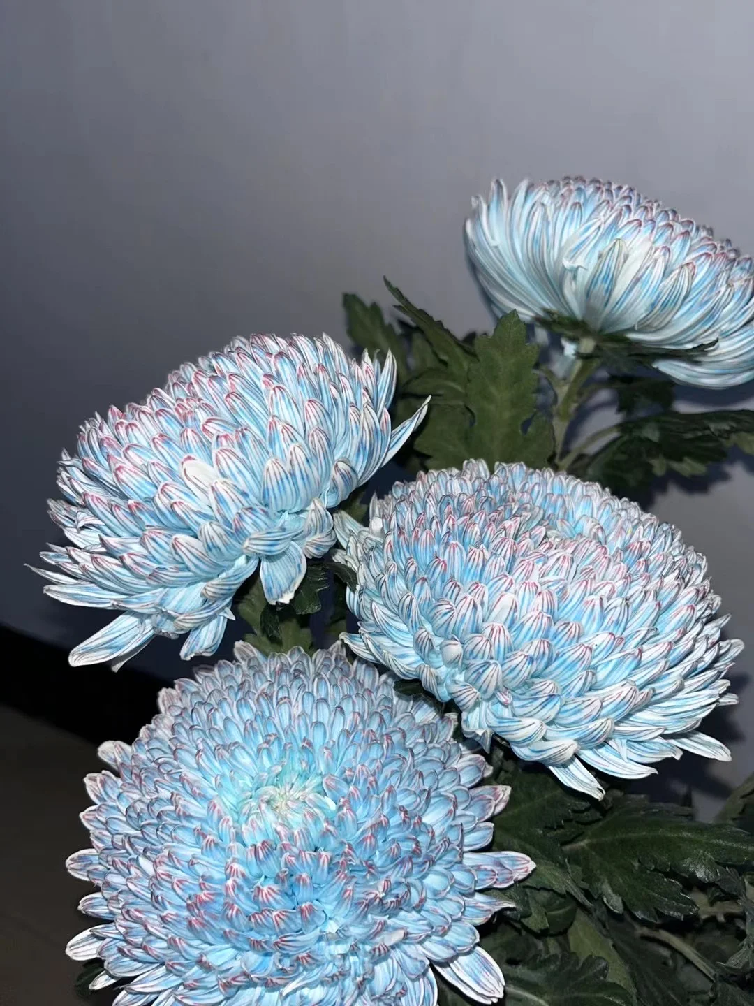 养菊花的成就感太大了吧！