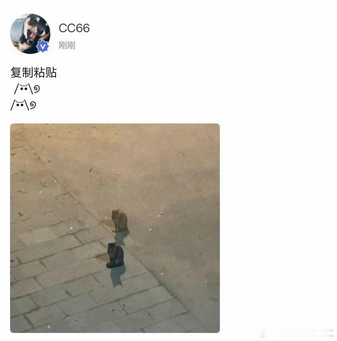 复制粘贴小猫咪​​​