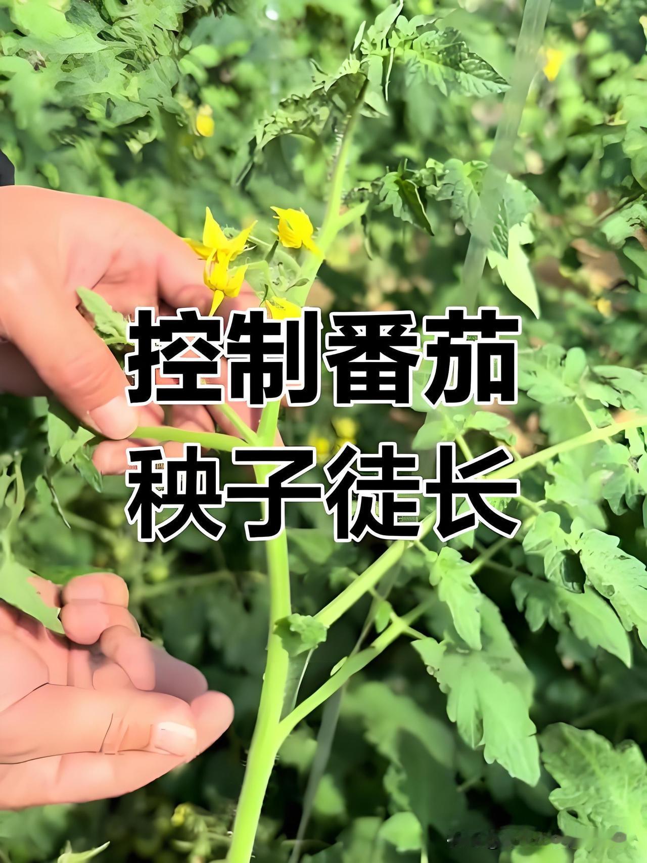 种菜两大误区，很多菜友都踩坑种菜为啥苗子看着旺，最后却不结果、产量低？多半