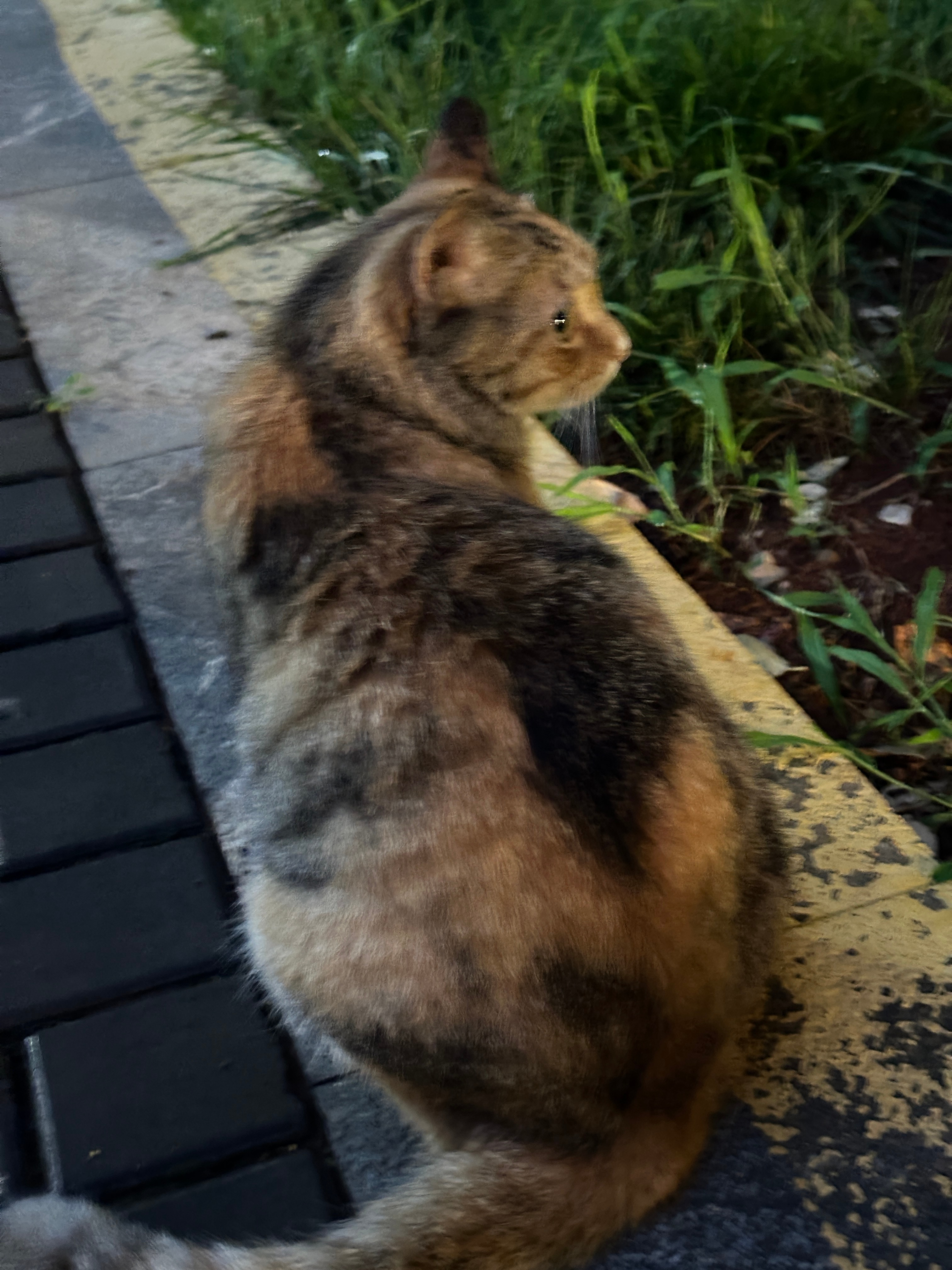 为了摸会小猫被蚊子咬了七个包