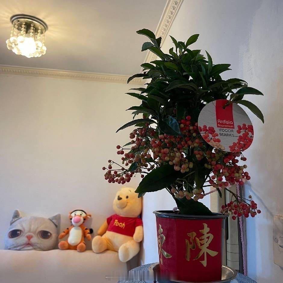 25/2/2026（大年初九）香港港外各明星艺人名人活動行程：(未齊版早上11