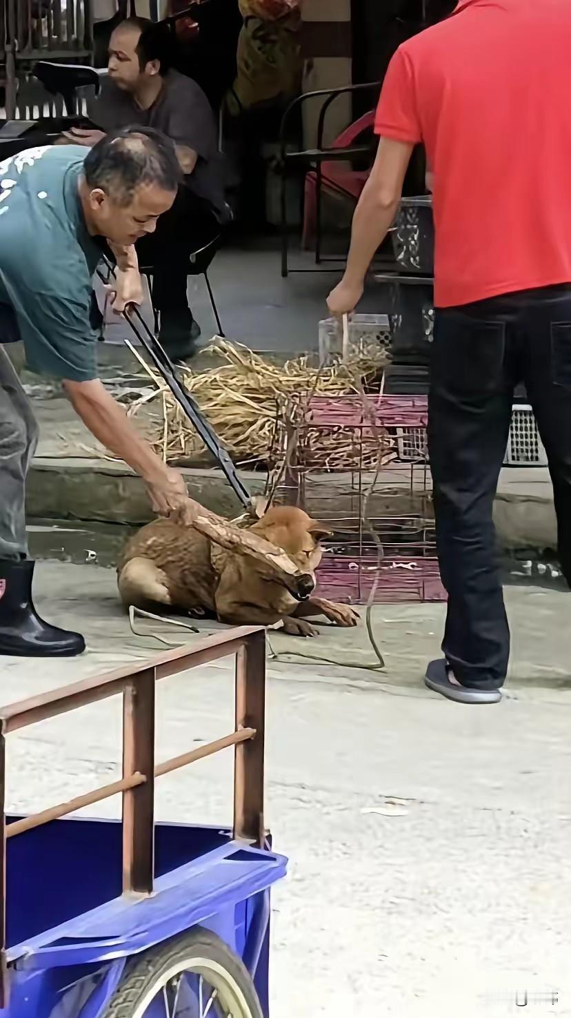 这天，一位小哥哥去散步，当他走到一家饭店附近的时候，听到有狗狗凄厉的惨叫声，善良