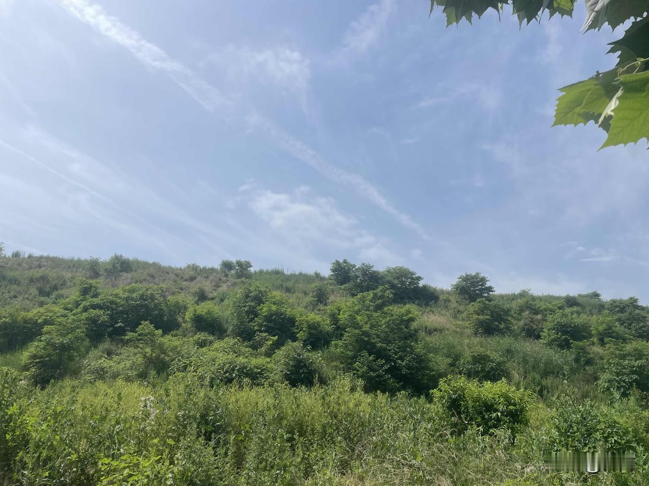 【七律•山间纳凉】烈日炎炎水缓流，山间几许鸟啾啾。林深避暑将风饮，叶茂遮阳与