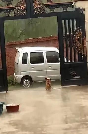 大雨倾盆，地面上已开始积水。躺在床上的我正专心致志的刷着手机，突然想到了家里的狗