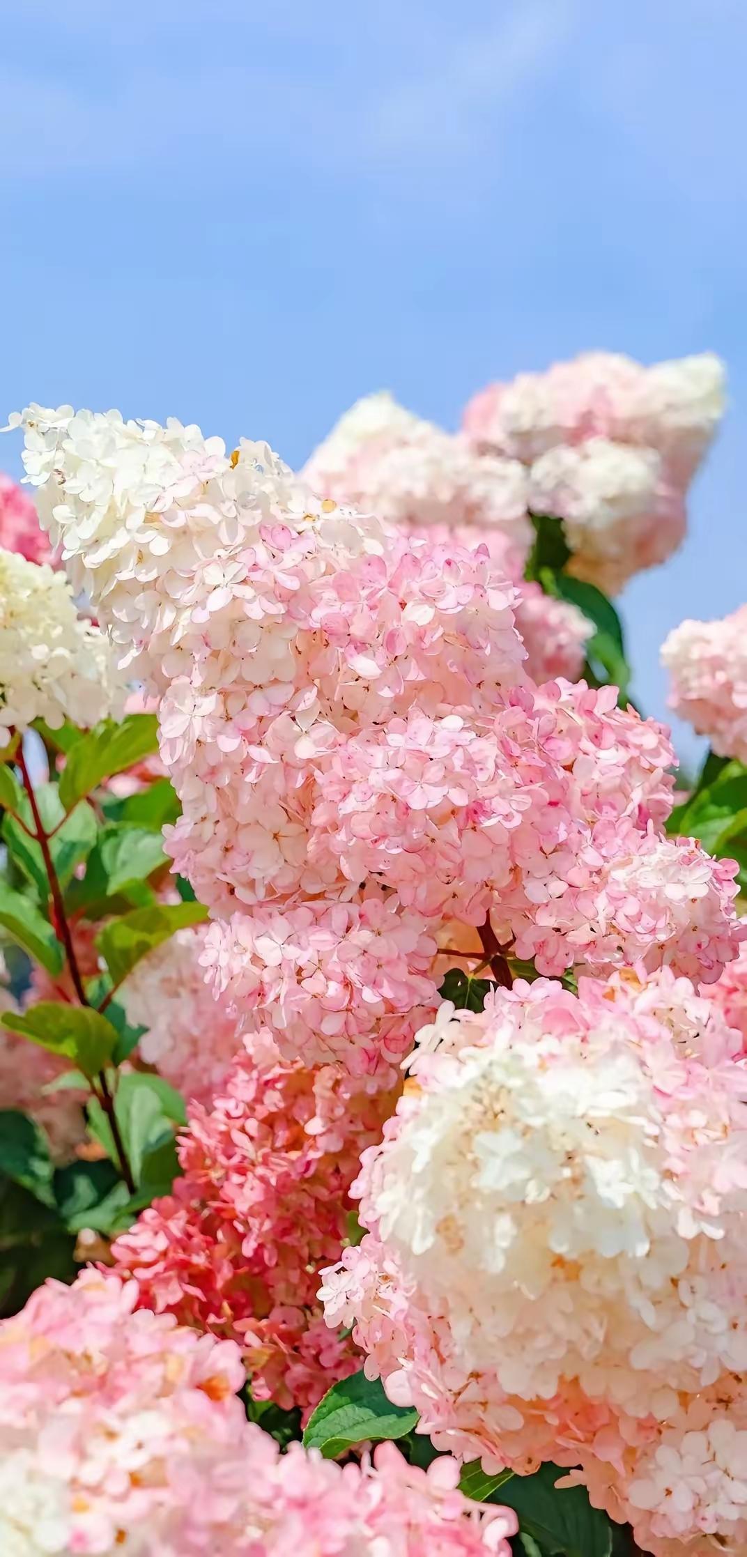 手机壁纸～收集一整个春天的浪漫✨在花的世界里，连风都变得温柔。日子缓缓，花香