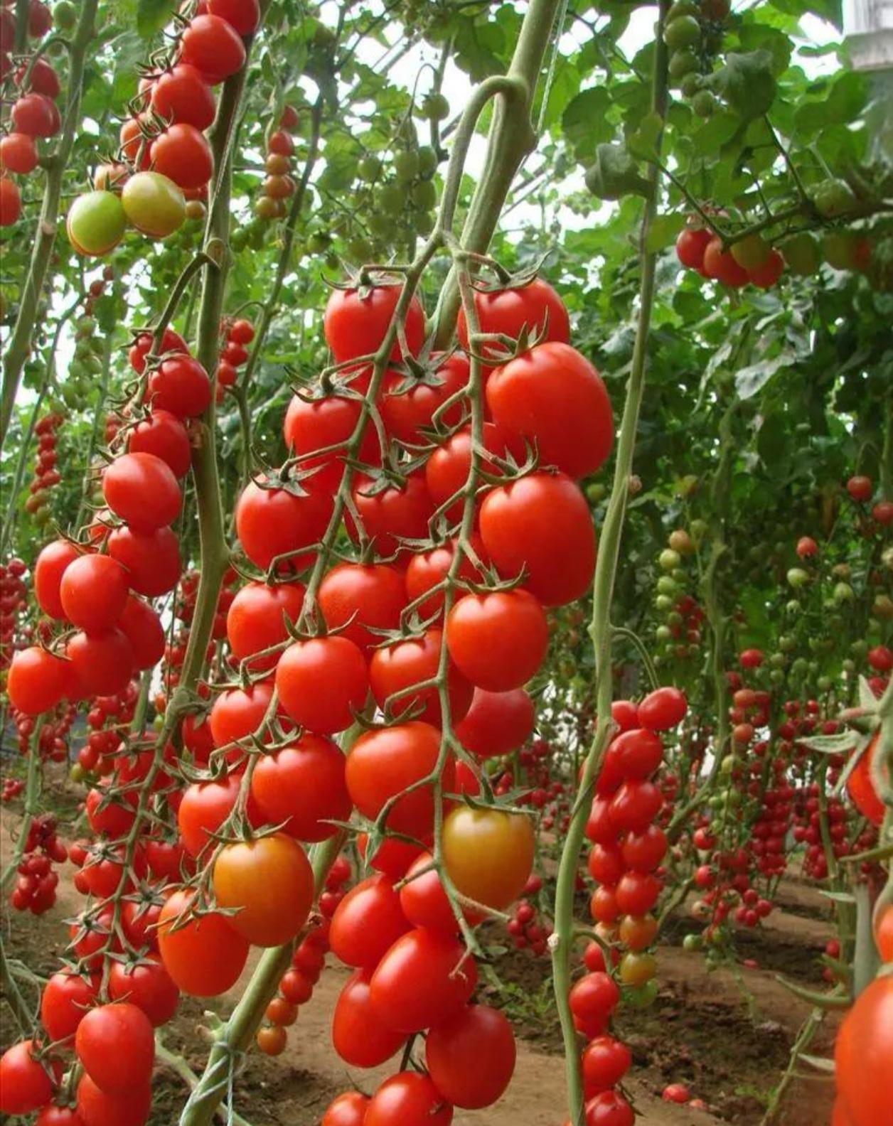 有块地别浪费！菜地圣女果种植“三板斧”，甜度高到离谱，摘果摘到怕！家里有块菜