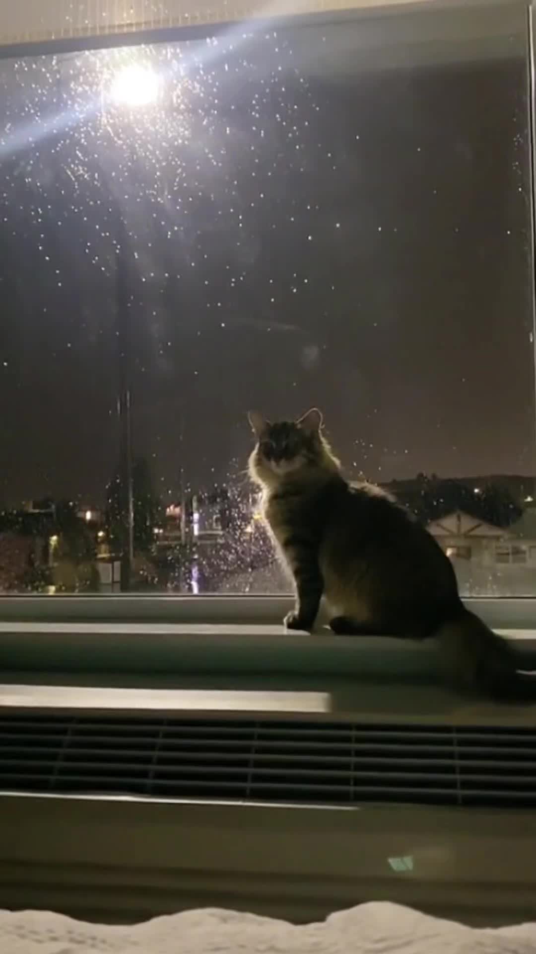 你果然不是凡猫