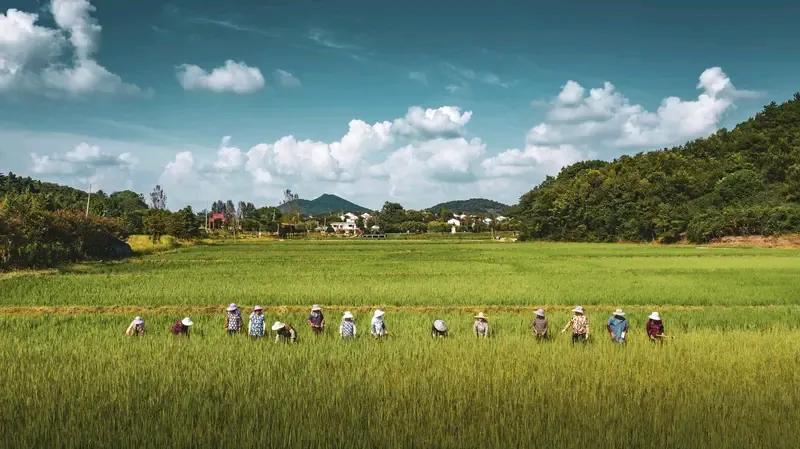农民交公粮的真实状况，我的亲身经历。其一，农民既不敢也不会往粮食里掺沙子。其