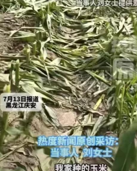 黑龙江农户刘女士家23亩玉米地，一夜之间竟被人齐根砍断，忙活一整年的血汗收成彻底
