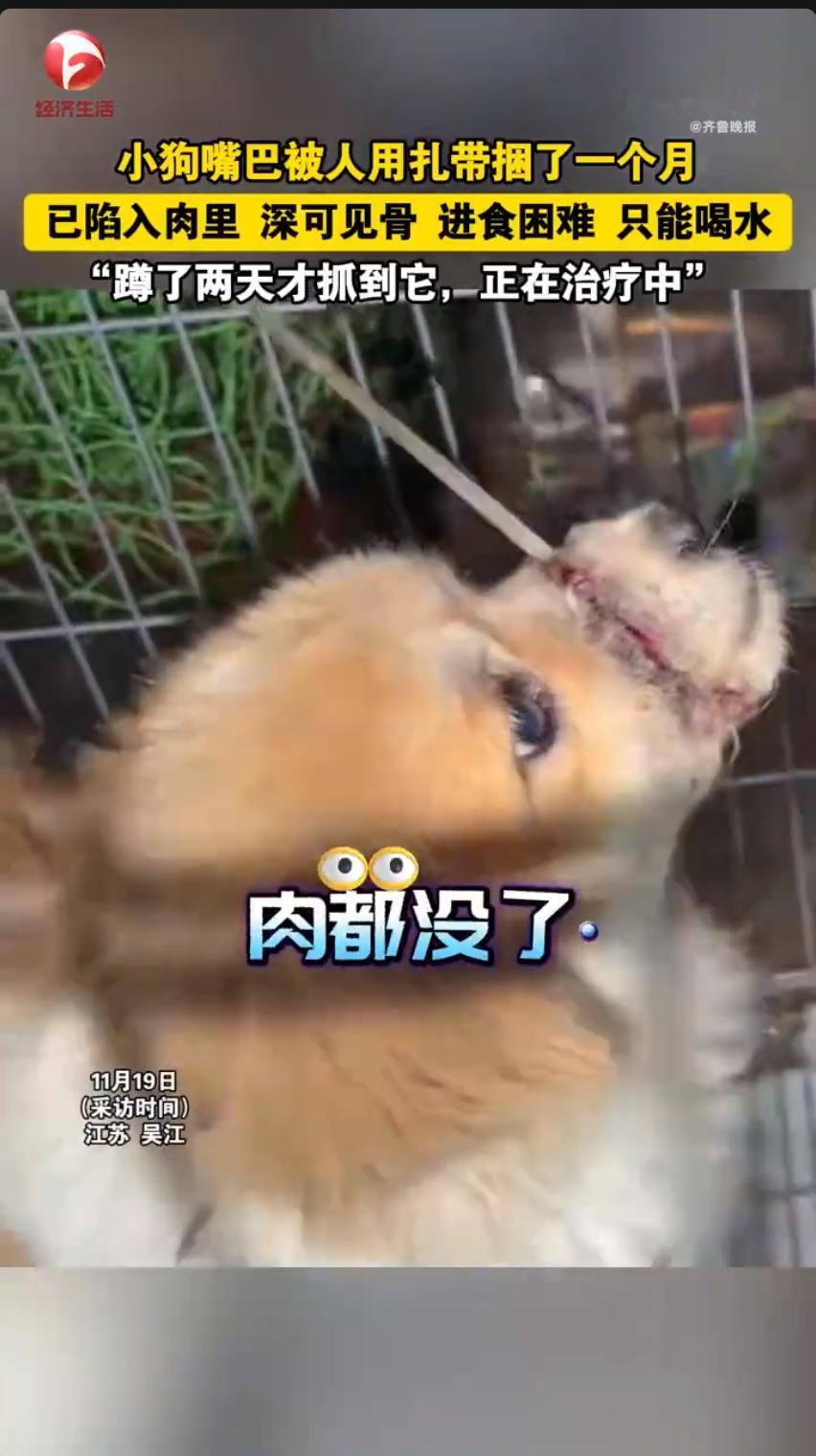 最近有个特别让人心疼的事儿在网上传开了，一只流浪小狗被人用塑料扎带紧紧捆住了嘴巴