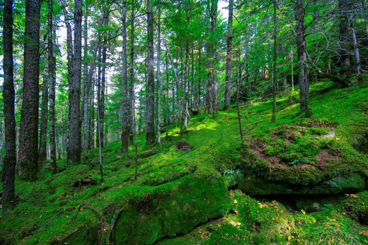 如果打仗了往山里跑安不安全？就这么跟你说吧，10个人躲山里，大概只有7~8个能活