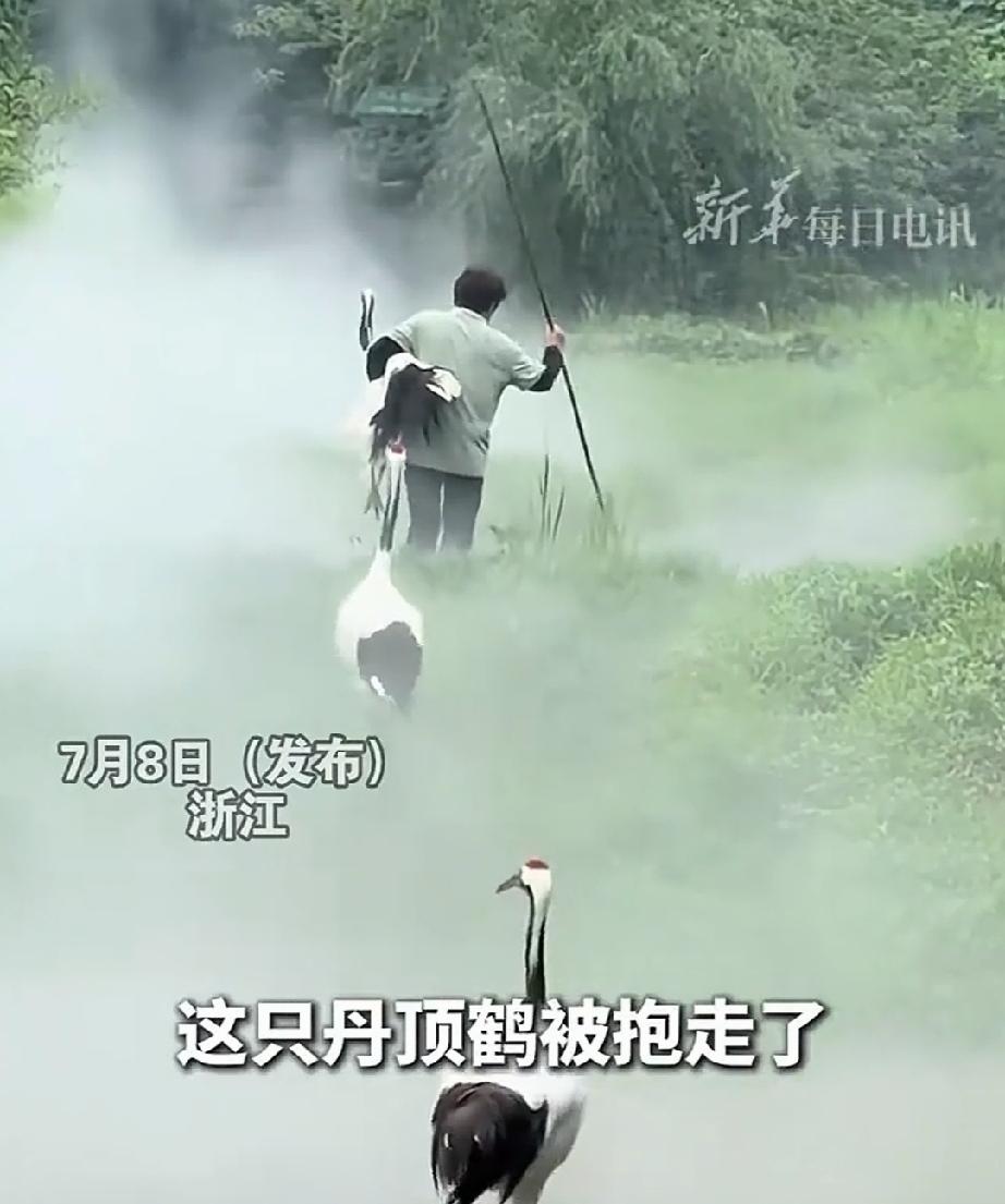 7月8日，浙江某地公园内，一片湿地里的上方烟雾缭绕，仙气飘飘。一群丹顶鹤在湿地里