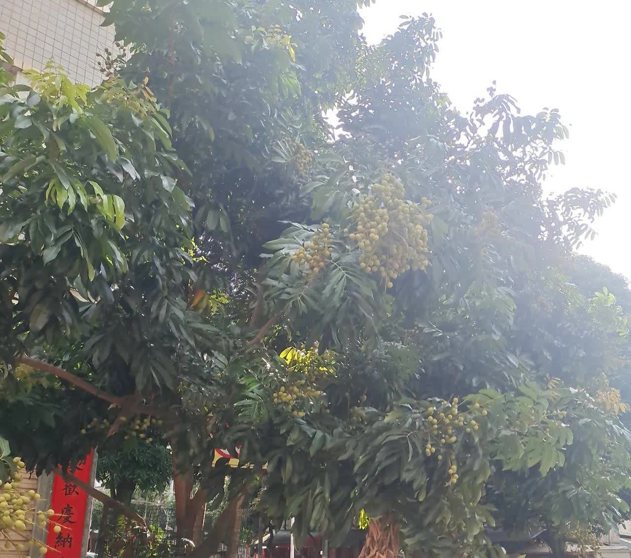 在我娘家的姐妹里我排行最小，在老公家的兄弟中我却排行最大。你晓得在我老公家这边有