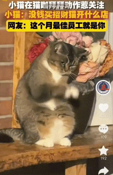 青岛猫咖惊现“打工猫神”，每天前台作揖拜拜引百人围观！网友笑疯：这班味比我还浓！
