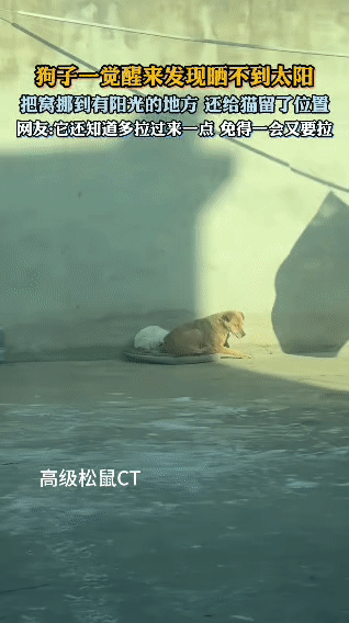 刷到超治愈的一幕！大黄狗一觉睡醒，发现自己的窝被阴影罩住，晒不到暖乎乎的太阳了，