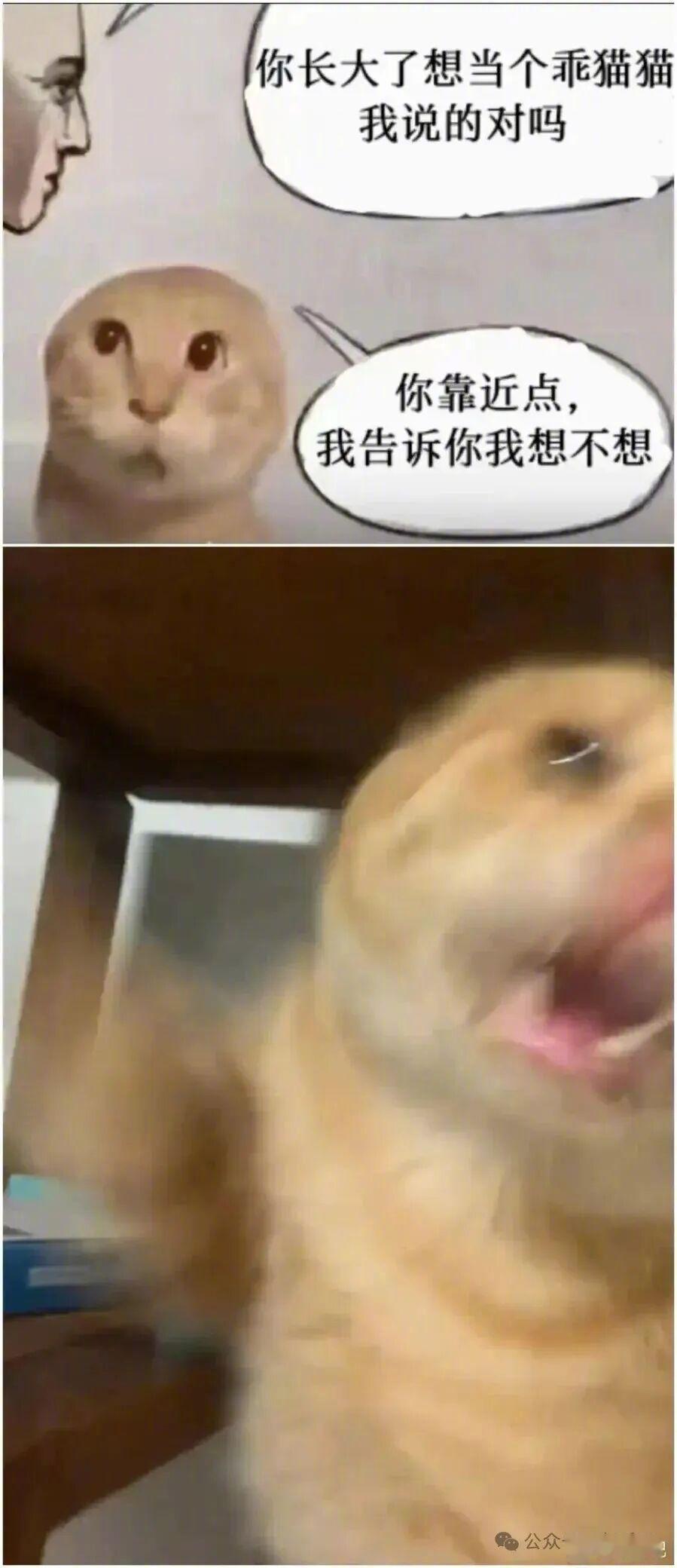 猫猫永不屈服！